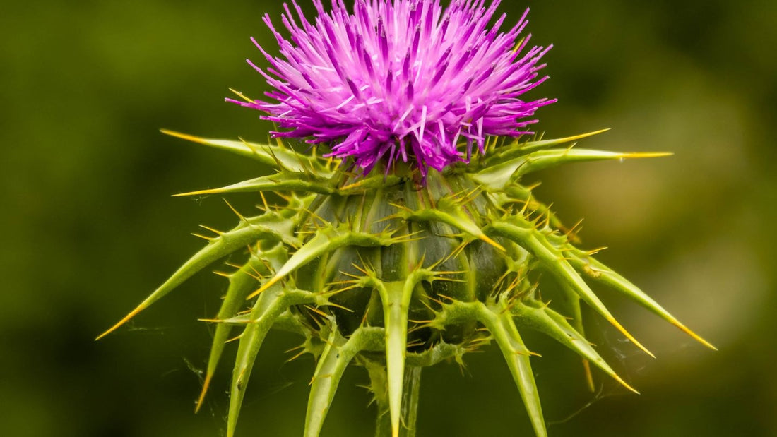 Close-up of a purple milk thistle flower with spiny green bracts